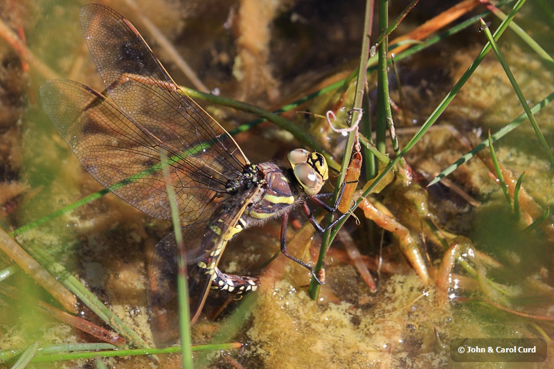 IMG_2062 Aeshna juncea ovipositing.JPG